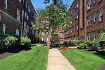 A tree in a grassy area between two brick buildings.